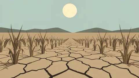 A paddy field with dry, cracked earth and withered rice stalks under a harsh sun.
