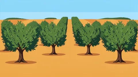 Rows of olive trees in a field